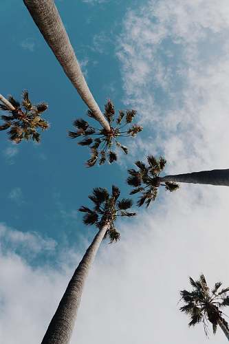 palm tree worms eyeview photography of coconut trees sky